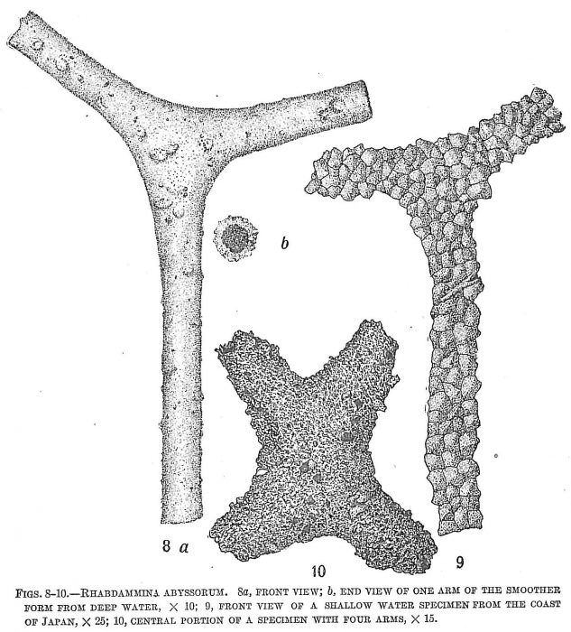 Rhabdammina abyssorum Rhabdammina abyssorum