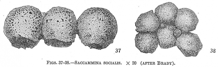 Saccammina socialis Saccammina socialis