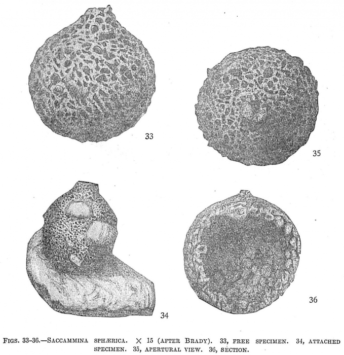 Saccammina sphaerica Saccammina sphaerica