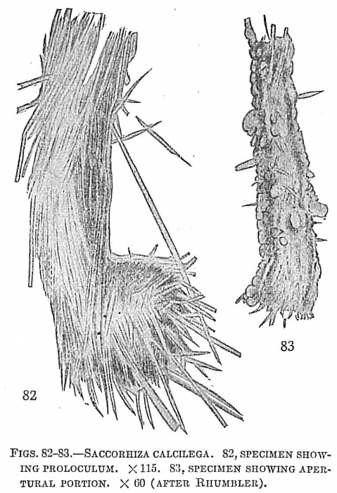 Saccorhiza calcilega