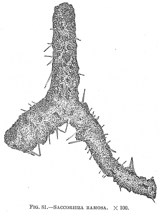 Saccorhiza ramosa