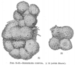 Chromista - Foraminifera (foraminifers)