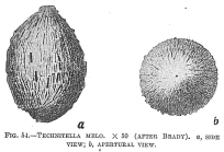 Technitella Bradyi Earland, 1934 Technitella melo sensu Brady (1884) Cushman (1910) 