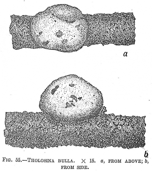 Tholosina bulla Tholosina bulla