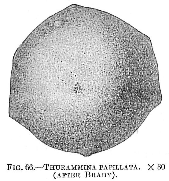 Thurammina papillata Thurammina papillata