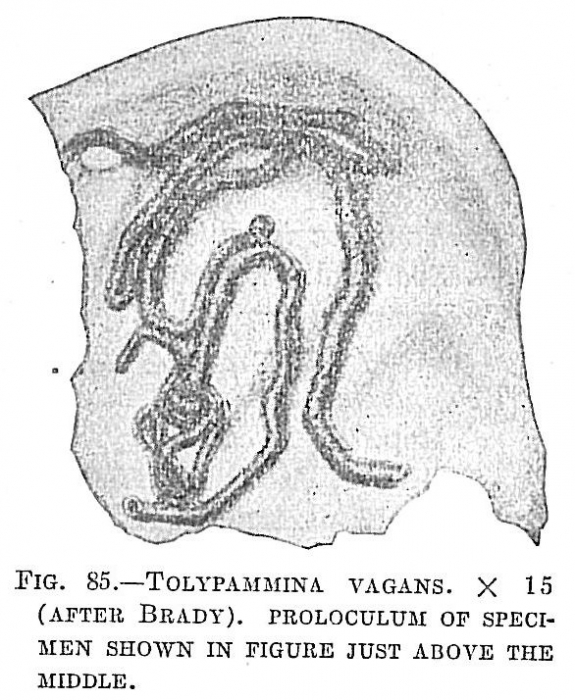 Tolypammina vagans