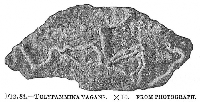 Tolypammina vagans Tolypammina vagans