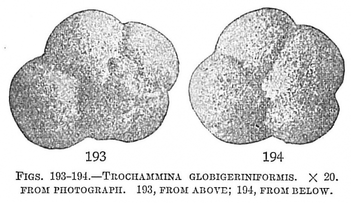 Trochammina globigeriniformis