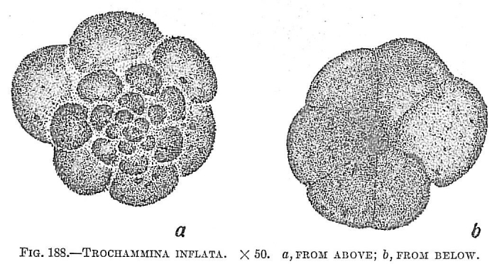 Trochammina inflata