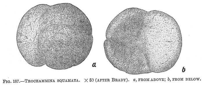 Trochammina squamata