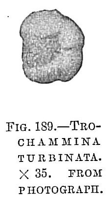 Trochammina turbinata