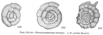Trochamminoides proteus (inaccurate), author: Cedhagen, Tomas