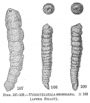 Chromista - Foraminifera (foraminifers)