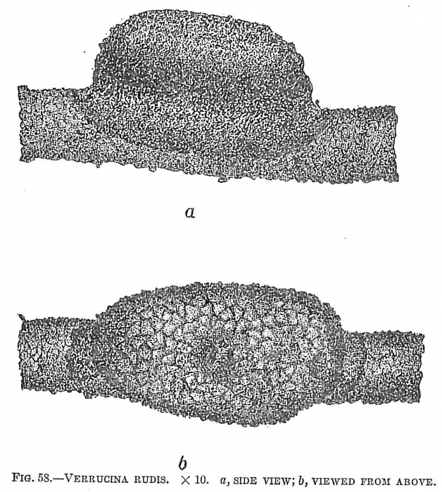 Verrucina rudis Verrucina rudis