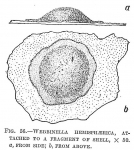 Webbinella hemisphaerica