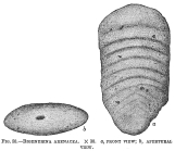 Bigenerina arenacea