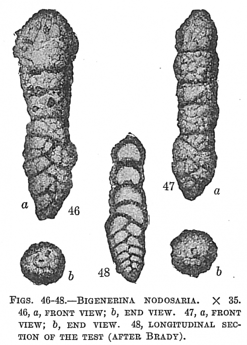 Bigenerina nodosaria Bigenerina nodosaria