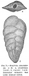 Bolivina aenariensis