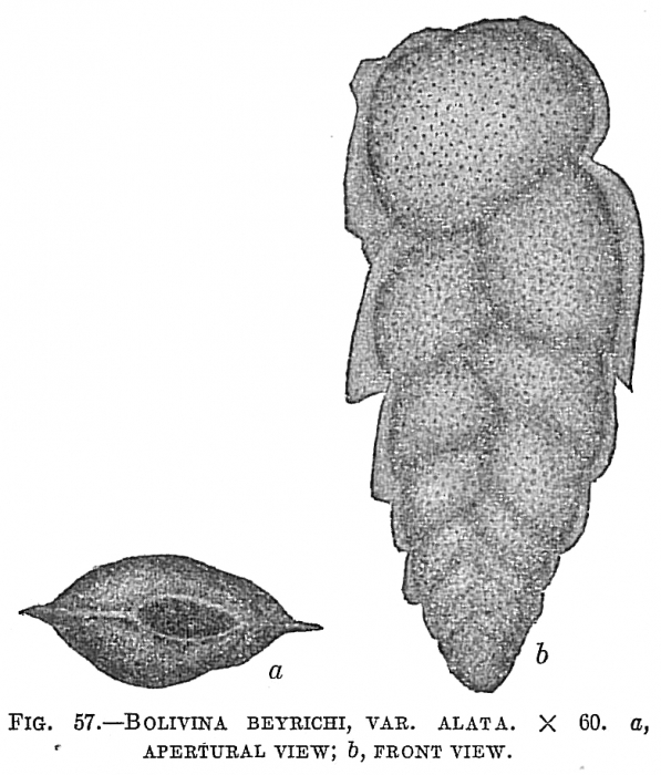 Bolivina beyrichi var. alata