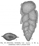 Chromista - Foraminifera (foraminifers)