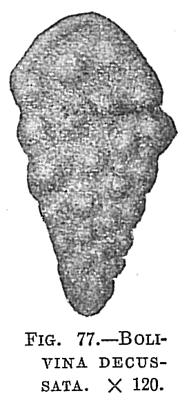 Bolivina decussata Bolivina decussata