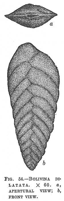 Bolivina dilatata