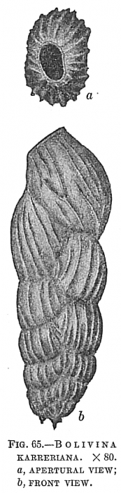 Bolivina karreriana