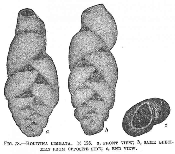 Bolivina limbata