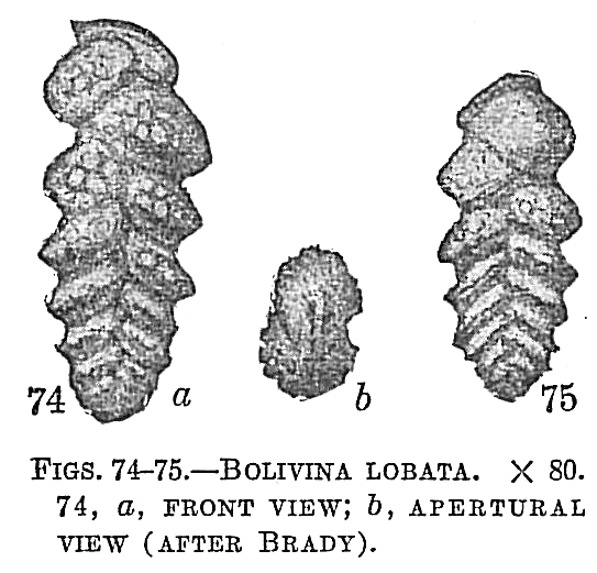 Bolivina lobata