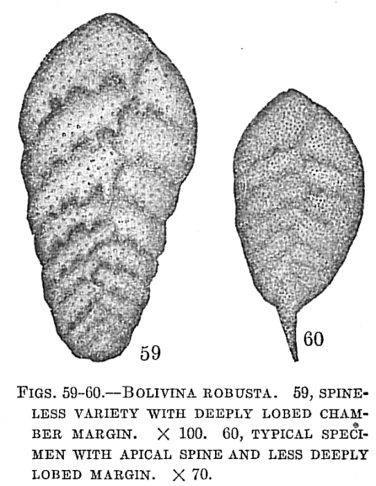 Bolivina robusta