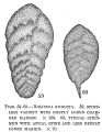 Chromista - Foraminifera (foraminifers)