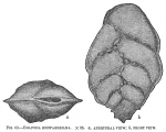 Chromista - Foraminifera (foraminifers)