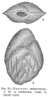Bolivina semicostata