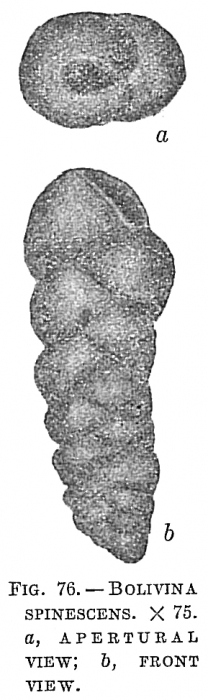 Bolivina spinescens