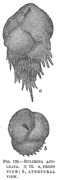 Bulimina aculeata Bulimina aculeata