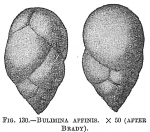 Bulimina affinis