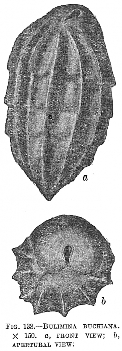 Bulimina buchiana Bulimina buchiana