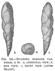 Bulimina elegans var. exilis