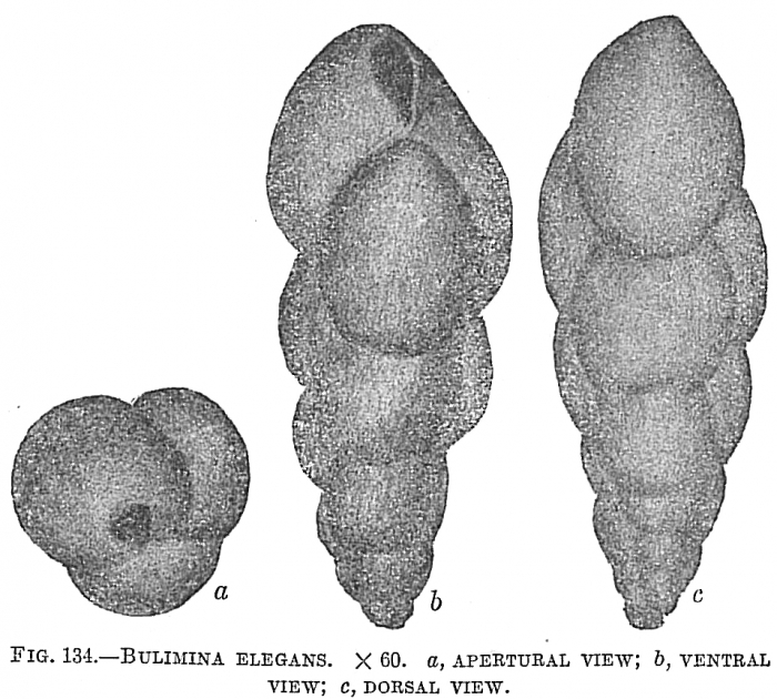 Bulimina elegans