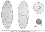 Chromista - Foraminifera (foraminifers)