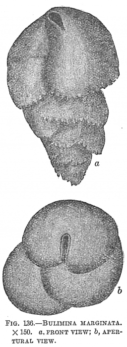 Bulimina marginata