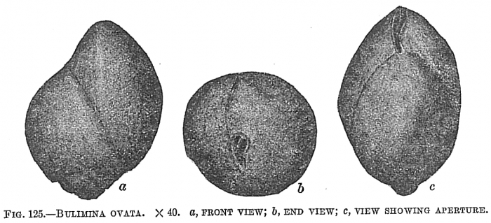 Bulimina ovata