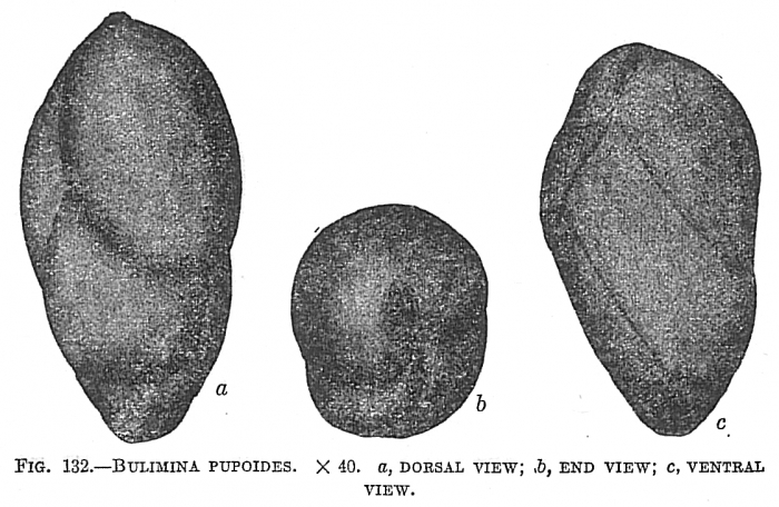 Bulimina pupoides Bulimina pupoides