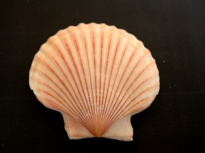 Picture of Aequipecten opercularis (Linnaeus, 1758)