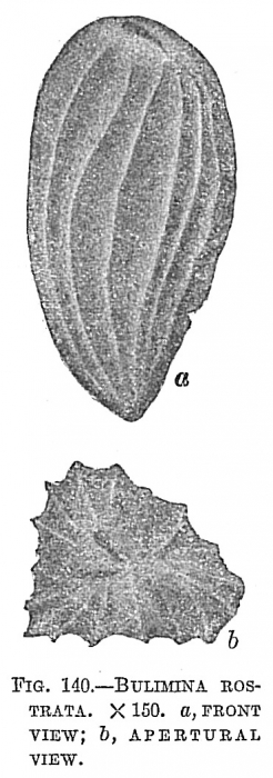 Bulimina rostrata Bulimina rostrata
