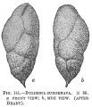 Chromista - Foraminifera (foraminifers)