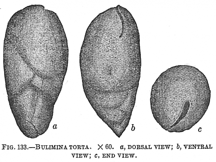 Bulimina torta