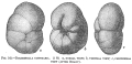 Chromista - Foraminifera (foraminifers)