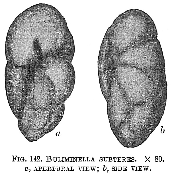 Buliminella subteres