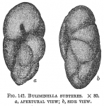 Chromista - Foraminifera (foraminifers)